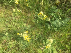 Primula veris