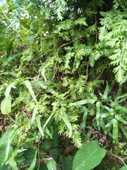 Lygodium japonicum
