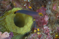 Pseudochromis elongatus