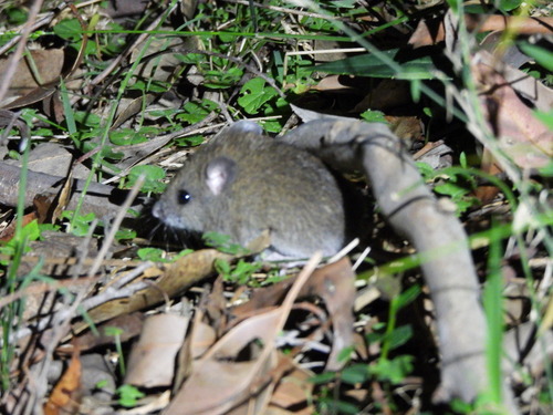 Australian Bush Rat