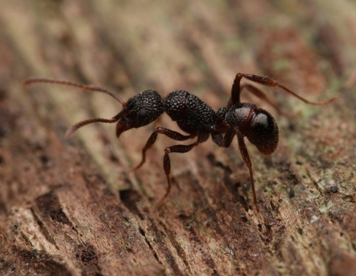 Rhytidoponera kurandensisRhytidoponera kurandensis