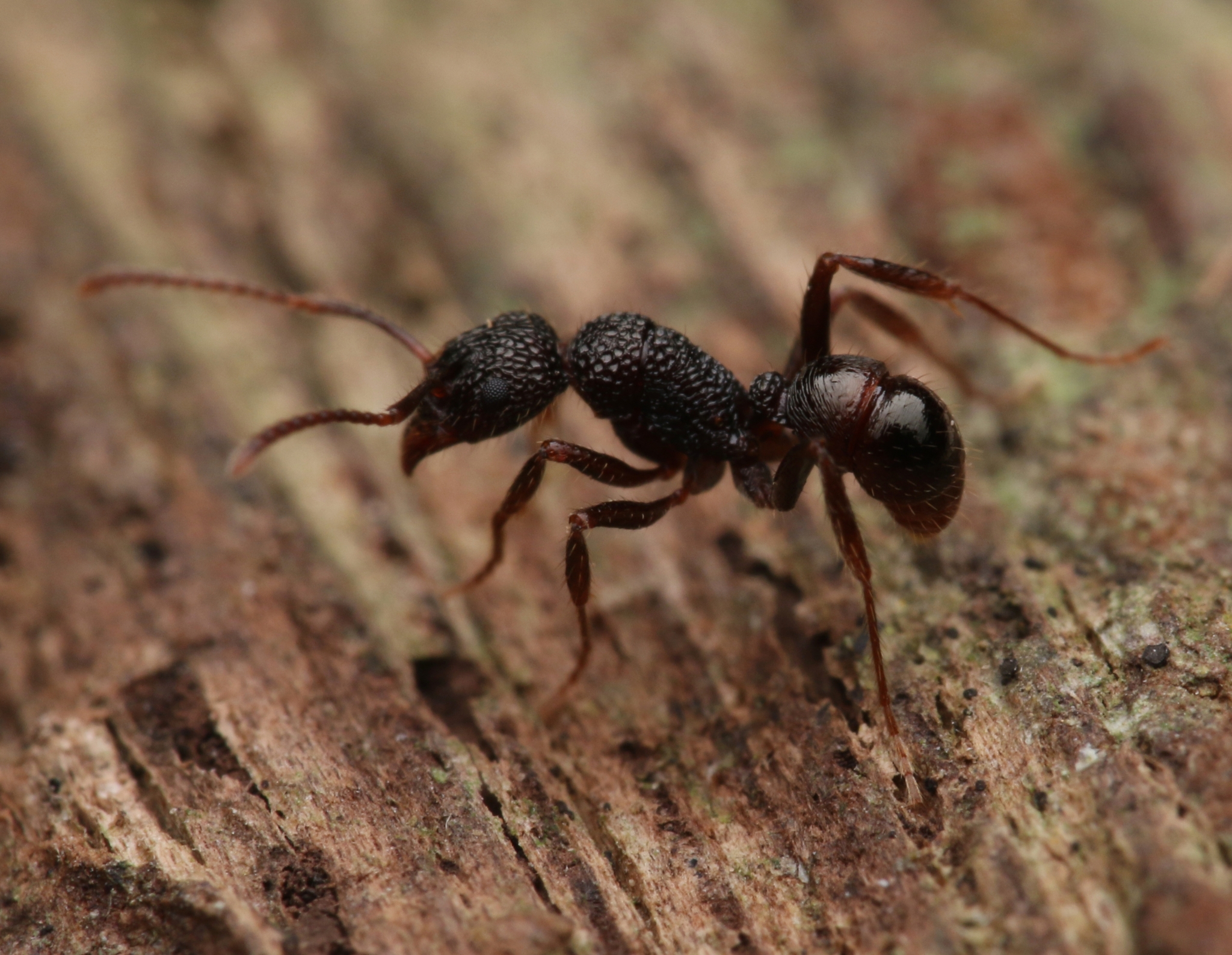 Rhytidoponera kurandensis