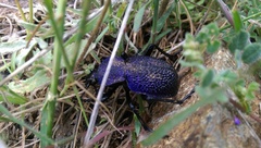 Carabus scabrosus