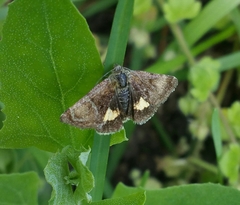 Panemeria tenebrata