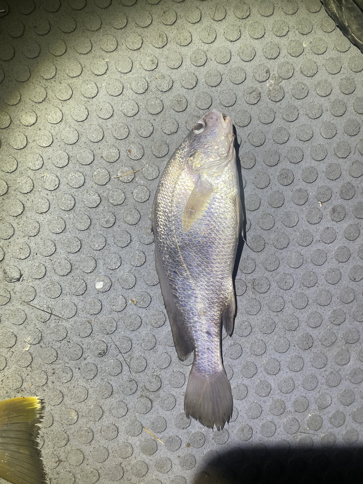 Bottlenose Jewfish photo 3