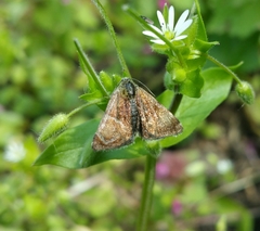 Panemeria tenebrata