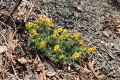 Corydalis speciosa