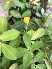 Arachis repens