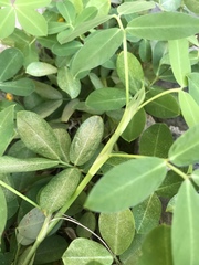 Arachis repens