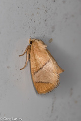 Apoda latomia