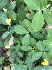 Arachis repens