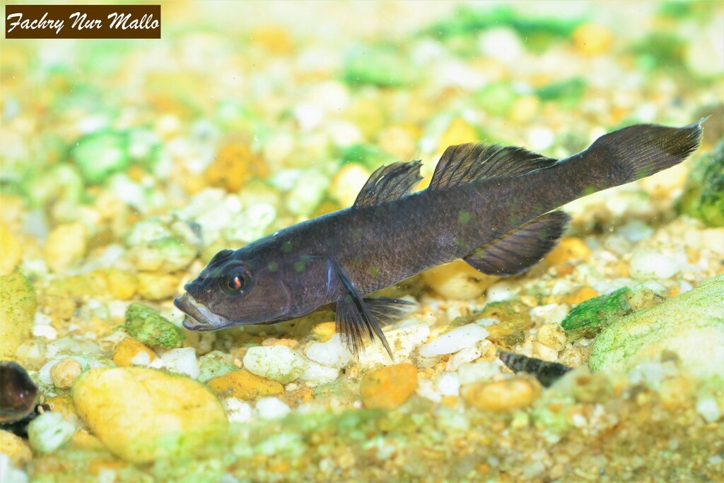 Sarasin's Goby
