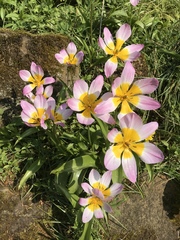 Tulipa saxatilis