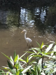 Ardea alba