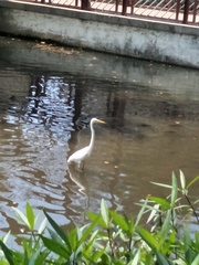 Ardea alba