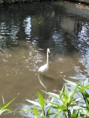Ardea alba