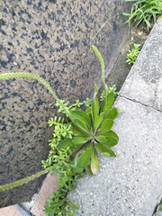 Plantago virginica