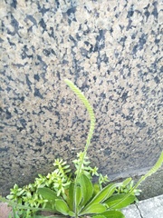 Plantago virginica