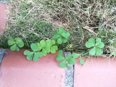 Oxalis corniculata