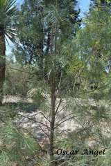 Pinus pinceana