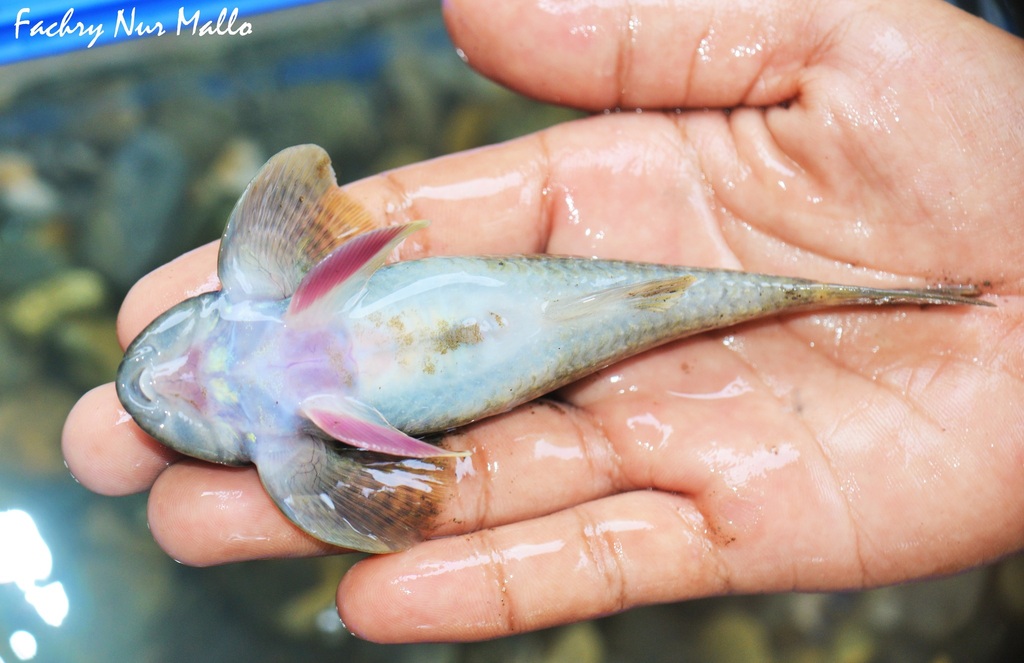 loach goby (Rhyacichthys aspro)