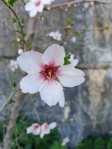 Image of Webb's almond by (c) Mehdi Chetibi, some rights reserved (CC BY)