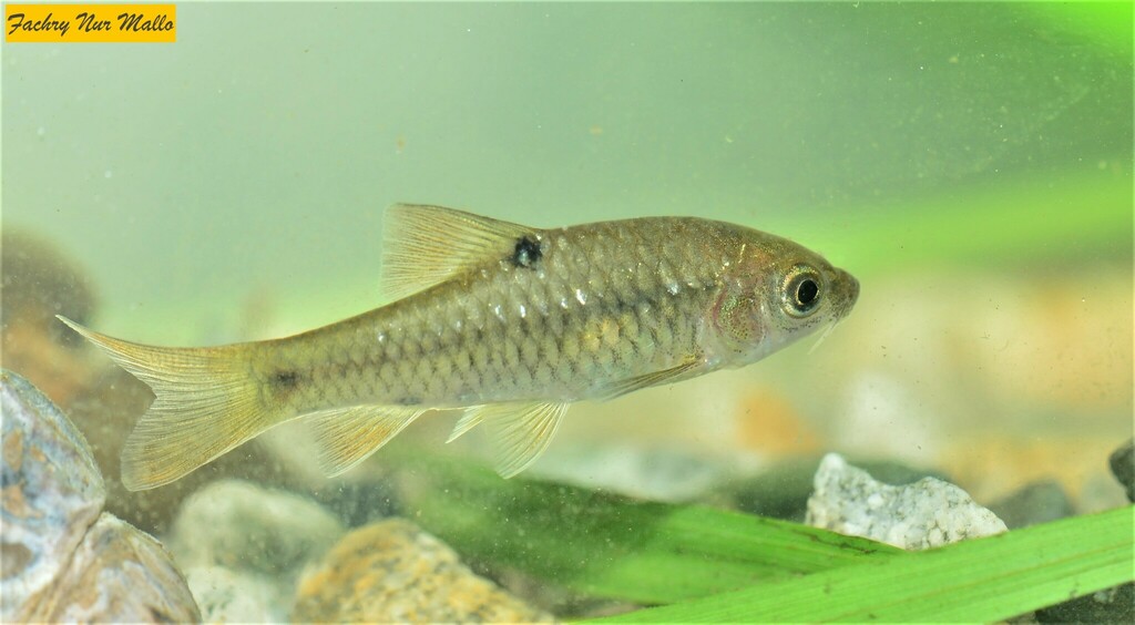 Common Barb
