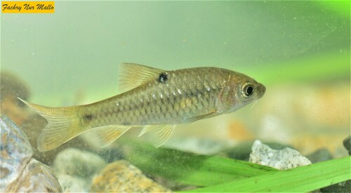 Barbodes binotatus (Valenciennes, 1842)