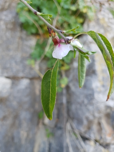 Image of Webb's almond by (c) Mehdi Chetibi, some rights reserved (CC BY)