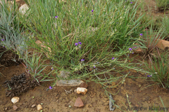 Polygala rehmannii