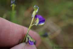 Polygala rehmannii