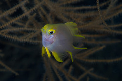 Amblyglyphidodon aureus