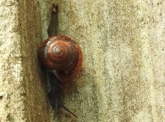 Macrochlamys nitidissima