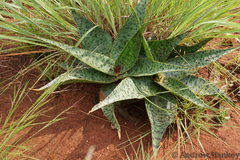 Ledebouria luteola