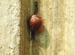 Macrochlamys nitidissima