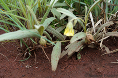 Hermannia lancifolia