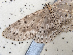 Percnia fumidaria