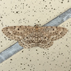 Percnia fumidaria