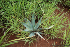 Ledebouria marginata