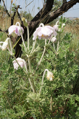 Clematis villosa stanleyi
