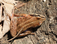 Rana amurensis