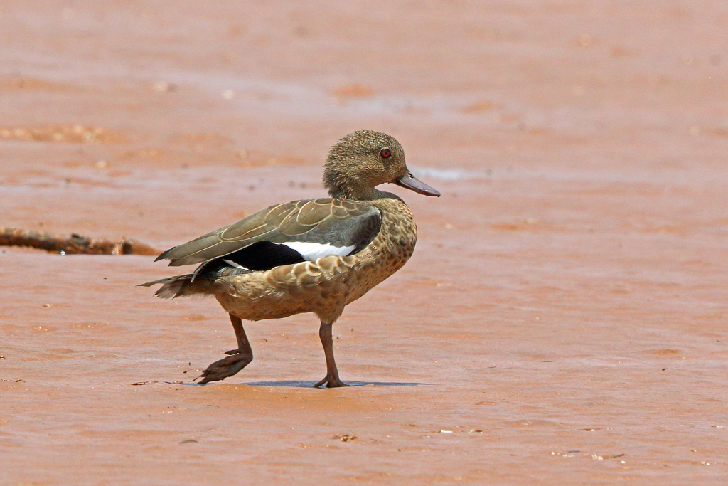 Bernier's Teal photo