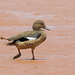 Pato de Bernier - Photo (c) Nigel Voaden, algunos derechos reservados (CC BY)