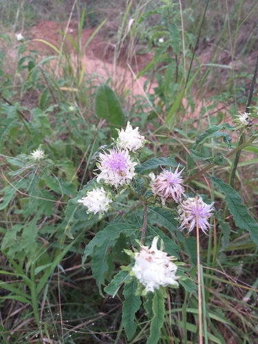 Shire Vernonia