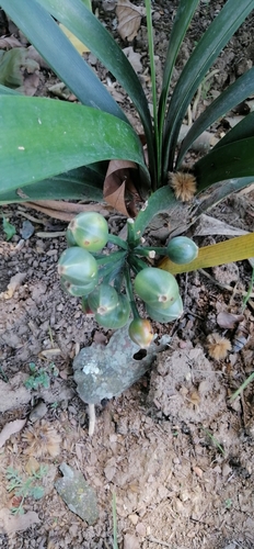 Clívia