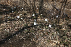 Anemonoides raddeana