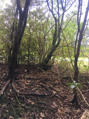 Melicytus ramiflorus ramiflorus