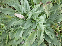 Plantago serraria
