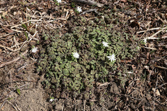 Anemonoides raddeana