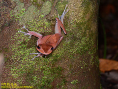 Polypedates colletti